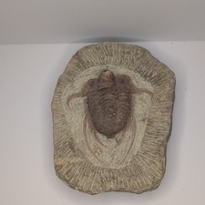 Trilobite Fossil Specimen in Matrix, Approx. 7'x5' picture