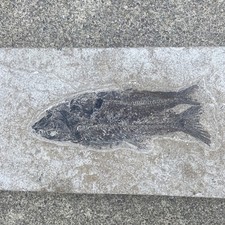 Rare Multi-Species Double Fish Fossil Plate Green River Formation 6.75x12” picture
