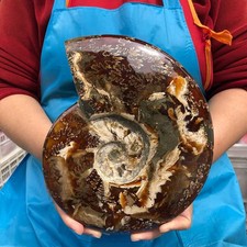 5.12LB Rare Natural Tentacle Ammonite Specimen Healing Madagascar picture