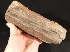 Well Defined BARK Big 100% Natural Petrified Wood Fossil Jurassic Utah 2192gr picture