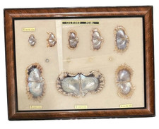 Vintage Japan pearl specimen frame display 1 month - 2 years picture