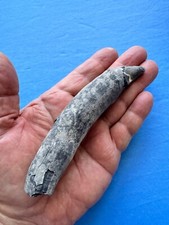 ⭐️ WHALE FOSSIL TOOTH MIOCENE-Southeastern United States-Manatee County-Florida picture
