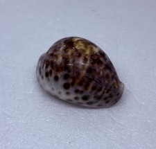 Vintage 1980s Cypraea Tigris Tiger Cowrie Seashell 2.5” Hawaii Souvenir Decor 17 picture