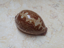 F Cypraea rosea mappa WOW F++++ singularis great pattern 76.9 mm natural glossy picture