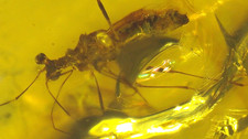 Beautiful True Bug with Bulging Eyes in Burmese Amber Fossil Dinosaur Age picture