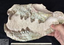 Rare Large Hyaenodon Partial Skull, Hyaenodon horridus, Fossils, Oligocene, K320 picture