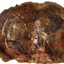 ~1.35lbs Southern Utah Petrified Wood Round, Polished face display rough Permian picture