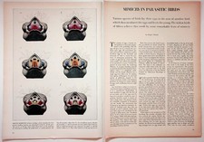 Chateau-Figeac Vintage Wine Ad 1950s Magazine Page Print St Emilion picture