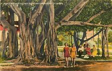 Banyan Tree Fort Lauderdale Florida FL Postcard picture