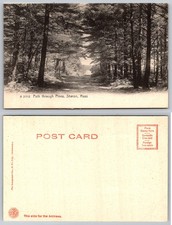 Sharon Massachusetts Path through Pines Scenic Landscape Rotograph Co. Postcard picture