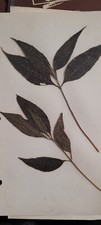3 pressed leaves from 1970's picture