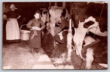 Occupational Scene in the Barn Milking Cows c1910 Real Photo RPPC picture