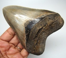 MEGALODON Shark Tooth 4.48” High Quality MEG REAL Fossil Shark NO Restorations picture