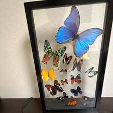Framed Butterfly Specimen Display Picture Frame Case Assortment picture