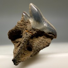 Somniousus microcephalus RARE Complete Root - Greenland Shark Tooth - Belgium picture