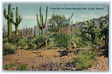 1946 Young Deer In Tucson Mountain Park Tucson Arizona AZ Vintage Postcard picture