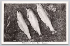 Scene from North Bay Canada Fish Trout Lying in Grass Ontario RPPC Postcard picture
