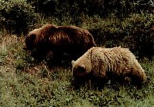 LD287 1996 Original Color Photo BEARS SNIFFING FOREST FLOOR Wild Animals Walk picture