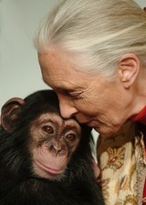 Jane Goodall the famed primatologist, anthropologist and conservationist, 8.5x11 picture