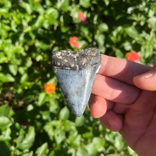 GREAT WHITE SHARK TOOTH 2.5 INCHES REAL FOSSIL - picture