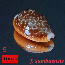 Cypraea helvola f. sumbaensis #5  20.8mm GORGEOUS GEM BEAUTY from Indonesia picture