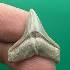 Top Quality Bull Shark Tooth Fossil 1.04” Rare Greenish Brown picture