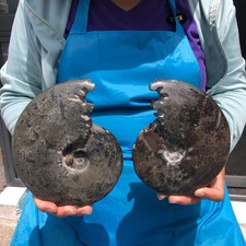 2 pcs 3.63 LB Natural Ammonite Fossil Polished Large Display Piece Healing 6812 picture