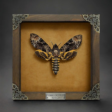 Death Head Moth Acherontia in Wood Frame Real Preserved Moth Vintage Wall Decor picture