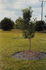 c1980's 35mm Slide Young Trees in Field Utility Pole Cloudy Sky Wooden Landscape picture