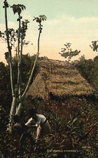 Vintage Postcard Wild Natives & Their Homes North Of Canal Interior Of Panama picture