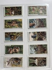 Wills Cigarette Cards 1925 Life in the Trees Complete Set of 50 Birds, Bats, etc picture