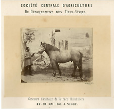 Bourgoin. France, Niort, Vintage Mulassière Animal Competition  picture