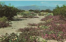 Postcard NV: Springtime on the Desert, Sand Verbena & Wild Primrose picture