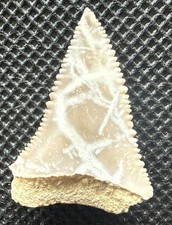 Ultra Rare Great White Shark Fossil Tooth – Pico Formation – Ventura County, CA picture