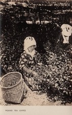 RPPC Japan Young Woman Picking Tea Leaves Government Railways Photo Postcard J26 picture