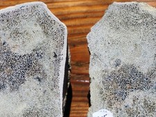 Dinosaur Matching Pair Of Monochrome Colored Polished Pieces Great Display Piece picture