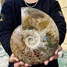6.38LB Rare natural polished Natural conch fossil specimens of Madagascar picture