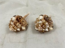(2) HAUSTELLUM MUREX SNIPES BILL 4.75