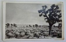 c1940s~Joshua Trees~Desert Scene~Mojave~B&W Photo~Southwest~RPPC Postcard picture
