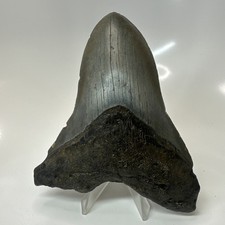 Megalodon Shark Tooth 5.10 Inch Unique Shape - Natural - Authentic Fossil 20635 picture