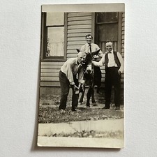 Antique RPPC Real Photograph Postcard Group Men Mule Donkey Lifting Hoof picture