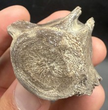 Fossil Dolphin Vertebra Sarasota County Florida Cetacean Fossil picture