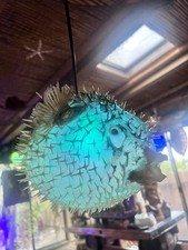 NEW 12”-13” Pufferfish Lamp w/Color Changing LED Tiki bar Oceanic picture