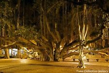 The Banyan Tree, Lahaina, Maui, Hawaii - Color Photo Print picture