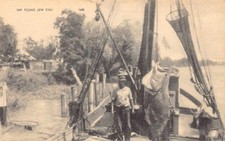 LA - 1930’s Catch of Grouper Jew Fish in Patterson, Louisiana - St Mary Parrish picture