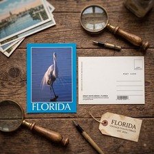 Vintage Florida Postcard Great White Heron Wading Bird Nature Gulfstream picture