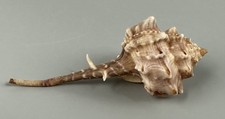 Haustellum fallax 86.3mm F+++ RARE LARGE South African Murex Seashell with Data picture