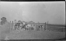 J13/ Lowville New York RPPC Postcard c1910 Farm Cows Herd 130 picture