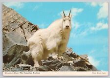 Jasper Alberta Canada, Mountain Goat, Athabasca River, Rockies, Vintage Postcard picture