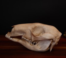 Kangaroo Skull Replica Life Size Australian Marsupial Premium Resin Model picture